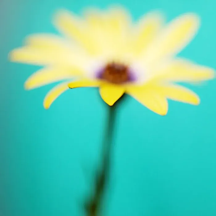 Framed Print : Yellow African daisy Framed Print : Yellow African daisy