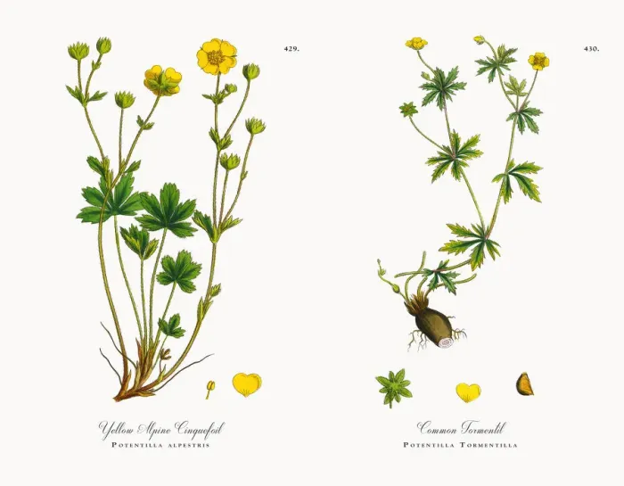 Framed Print : Yellow Alpine Cinquefoil, Potentilla alpestris, Victorian Botanical Illustration, 1863 Framed Print : Yellow Alpine Cinquefoil, Potentilla alpestris, Victorian Botanical Illustration, 1863