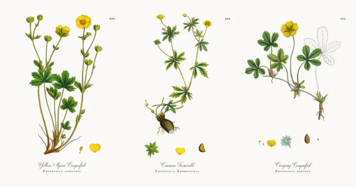 Framed Print : Yellow Alpine Cinquefoil, Potentilla alpestris, Victorian Botanical Illustration, 1863 Framed Print : Yellow Alpine Cinquefoil, Potentilla alpestris, Victorian Botanical Illustration, 1863