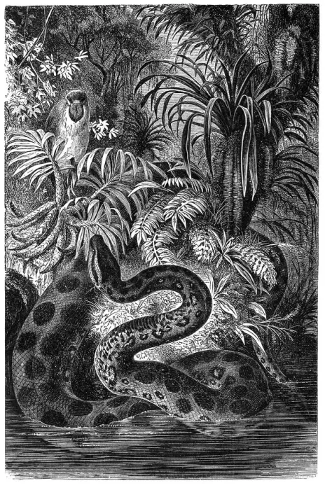Framed Print : Yellow anaconda (Eunectes notaeus) Framed Print : Yellow anaconda (Eunectes notaeus)
