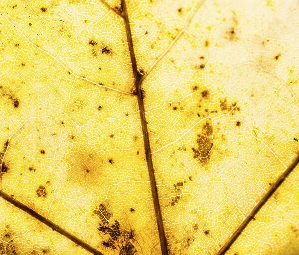 Yellow autumn leaf, leaf veins