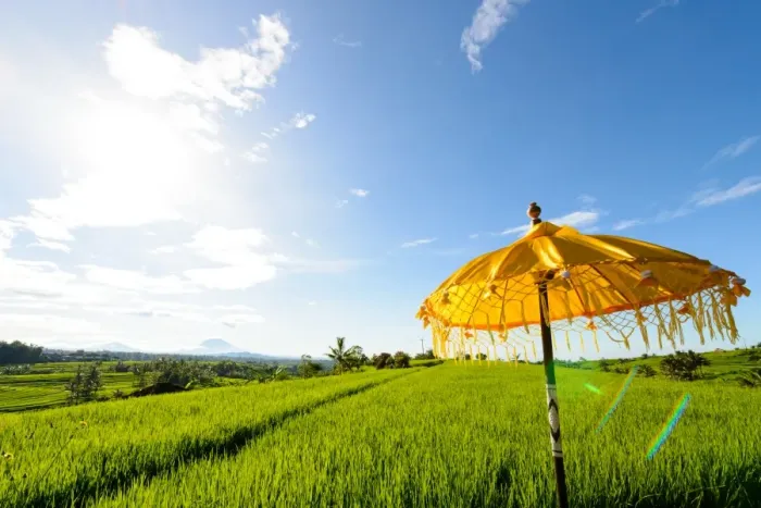 Framed Print : Yellow Balinese Umbrella in paddy fields Framed Print : Yellow Balinese Umbrella in paddy fields