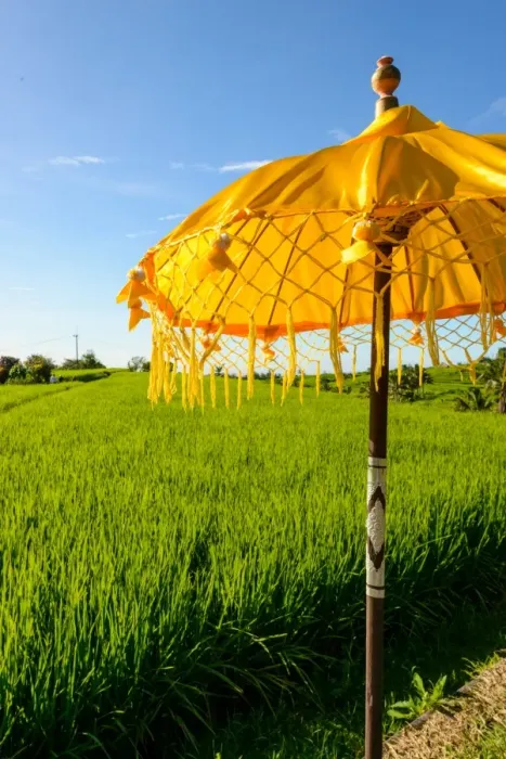 Framed Print : Yellow Balinese Umbrella in paddy fields Framed Print : Yellow Balinese Umbrella in paddy fields