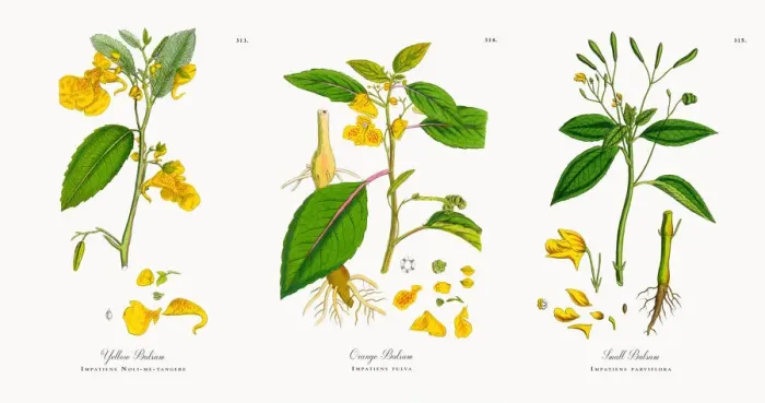 Framed Print : Yellow Balsam, Impatiens Noli-me-tangere, Victorian Botanical Illustration, 1863 Framed Print : Yellow Balsam, Impatiens Noli-me-tangere, Victorian Botanical Illustration, 1863