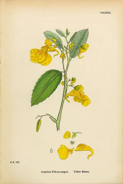 Yellow Balsam, Impatiens Noli-me-tangere, Victorian Botanical Illustration, 1863