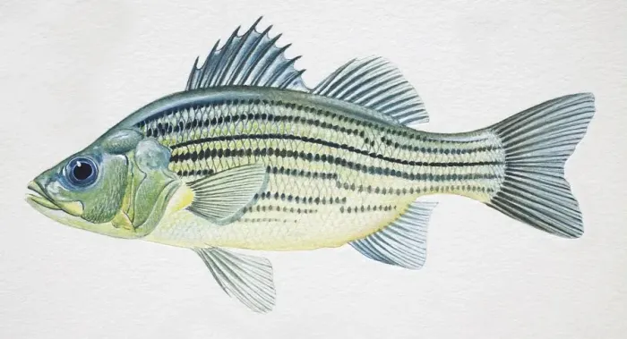Framed Print : Yellow Bass, Morone mississippiensis, side view