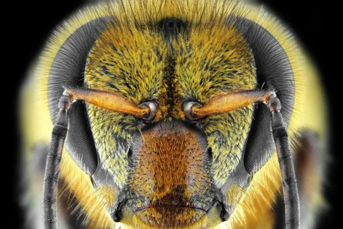 Framed Print : Yellow Bee Framed Print : Yellow Bee