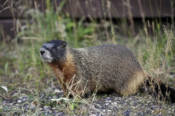 Framed Print : Yellow-bellied marmot (Marmota flaviventris) also known as rock chuck, sitting in front of its burrow, Yellowstone National Park, Wyoming, United States of America, USA Framed Print : Yellow-bellied marmot (Marmota flaviventris) also known as rock chuck, sitting in front of its burrow, Yellowstone National Park, Wyoming, United States of America, USA