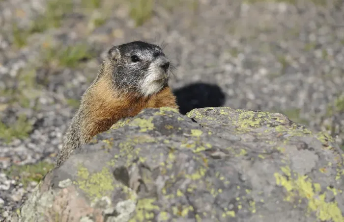 Framed Print : Yellow-bellied marmot (Marmota flaviventris) also known as rock chuck, hiding behind a stone, Yellowstone National Park, Wyoming, United States of America, USA