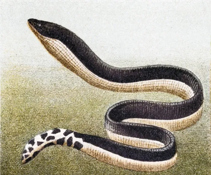 Framed Print : Yellow-bellied sea snake( Hydrophis platurus) Framed Print : Yellow-bellied sea snake( Hydrophis platurus)