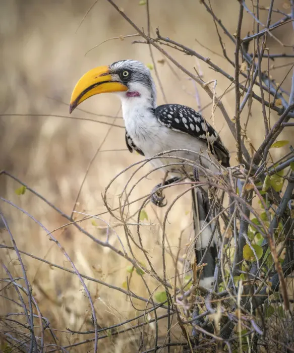 Framed Print : Yellow Billed Hornbill Perched Against Golden Grass of Samburu, Kenya Framed Print : Yellow Billed Hornbill Perched Against Golden Grass of Samburu, Kenya