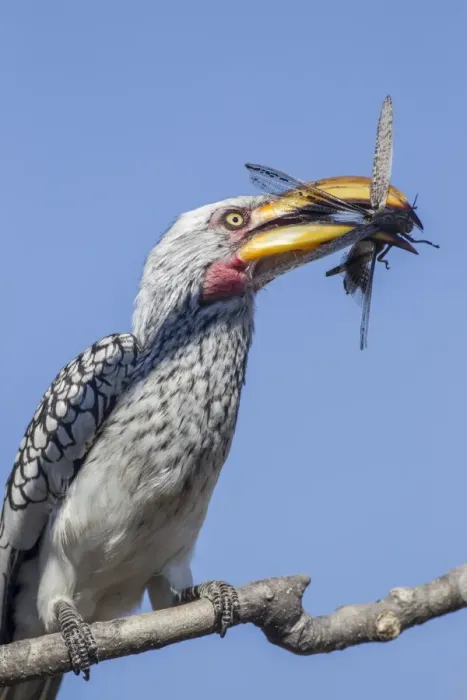 Framed Print : Yellow-billed hornbill -Tockus flavirostris-, Etosha National Park, Namibia, Africa Framed Print : Yellow-billed hornbill -Tockus flavirostris-, Etosha National Park, Namibia, Africa