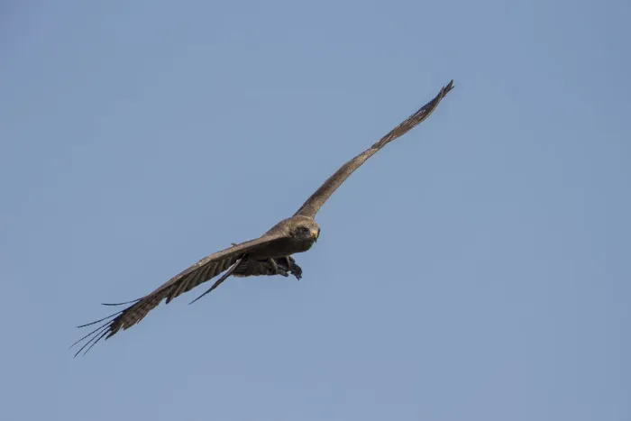 Framed Print : Yellow-billed Kite -Milvus aegyptius- in flight, Mamili National Park, Caprivi Strip, Namibia, Africa Framed Print : Yellow-billed Kite -Milvus aegyptius- in flight, Mamili National Park, Caprivi Strip, Namibia, Africa