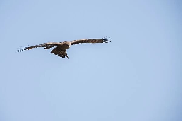 Yellow-billed Kite (Milvus parasiticus) hovering, Ngorongoro Crater