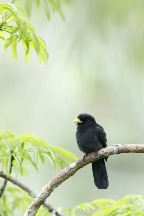 Framed Print : Yellow-billed Nunbird (Monasa flavirostris) Framed Print : Yellow-billed Nunbird (Monasa flavirostris)