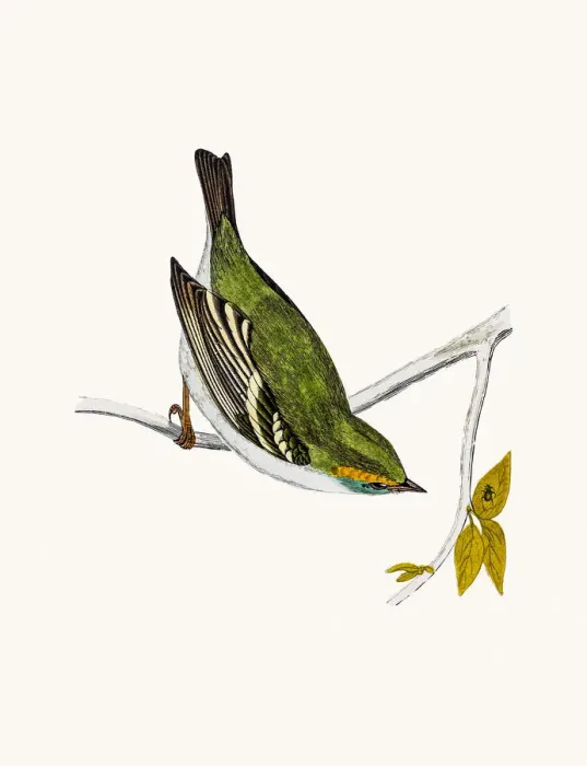 Framed Print : Yellow-Browed Warbler Framed Print : Yellow-Browed Warbler