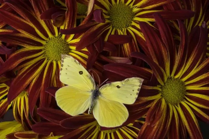 Framed Print : Yellow butterfly close up Framed Print : Yellow butterfly close up