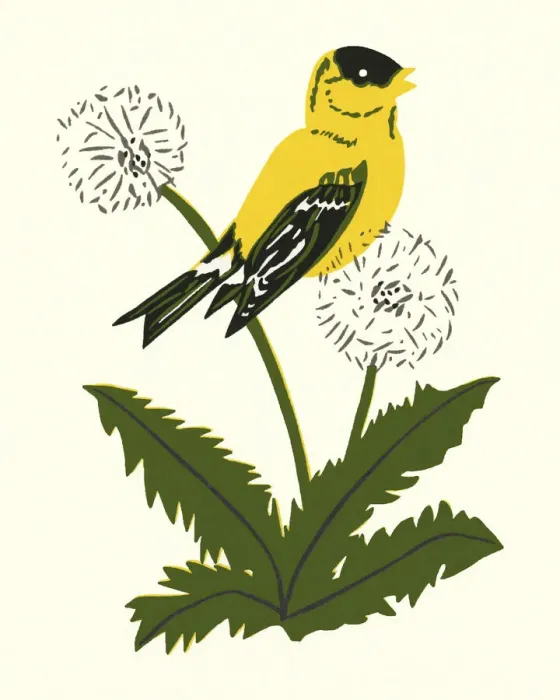 Framed Print : Yellow Canary Perched on a Dandelion Framed Print : Yellow Canary Perched on a Dandelion