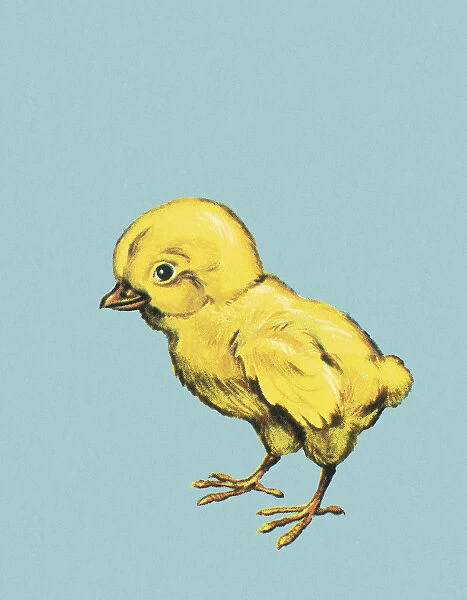 Yellow Chick Bird