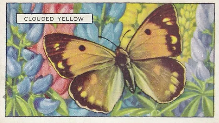 Framed Print : Yellow Clouded Butterfly, Butterflies and Moths series, Gallaher Collectible Tobacco Card, 1938 Framed Print : Yellow Clouded Butterfly, Butterflies and Moths series, Gallaher Collectible Tobacco Card, 1938