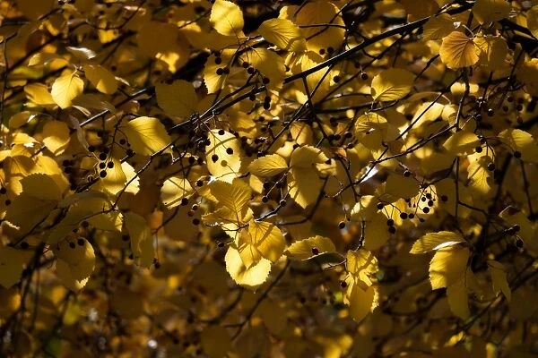 Yellow color leaves in autumn