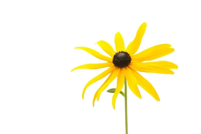 Framed Print : Yellow Coneflower -Rudbeckia fulgida-