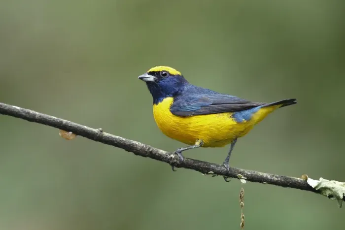 Framed Print : Yellow-crowned Euphonia (Euphonia luteicapilla) Framed Print : Yellow-crowned Euphonia (Euphonia luteicapilla)