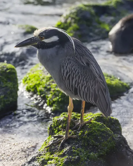 Framed Print : Yellow-crowned Night Heron -Nyctanassa violacea, Nycticorax violaceus- Isla Espanola, Galapagos Islands Framed Print : Yellow-crowned Night Heron -Nyctanassa violacea, Nycticorax violaceus- Isla Espanola, Galapagos Islands