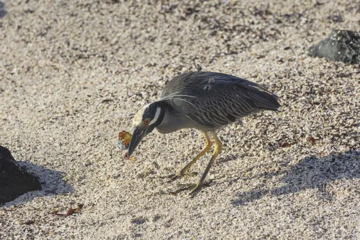 Framed Print : Yellow-crowned Night Heron -Nyctanassa violacea, Nycticorax violaceus- feeding on a red rock crab, Isla Espanola, Galapagos Islands Framed Print : Yellow-crowned Night Heron -Nyctanassa violacea, Nycticorax violaceus- feeding on a red rock crab, Isla Espanola, Galapagos Islands