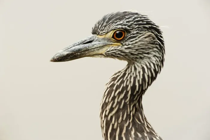 Framed Print : Yellow-crowned night heron portrait