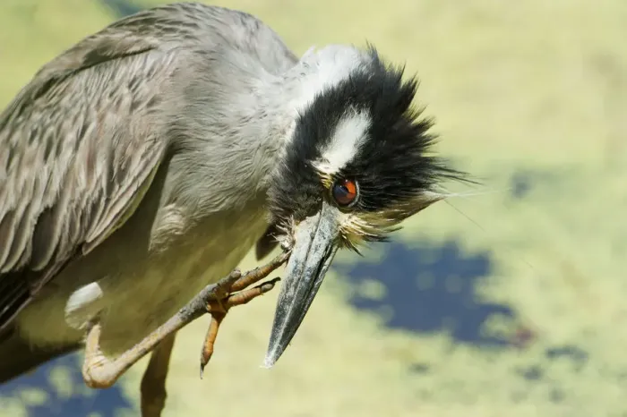 Framed Print : Yellow-crowned night heron preening