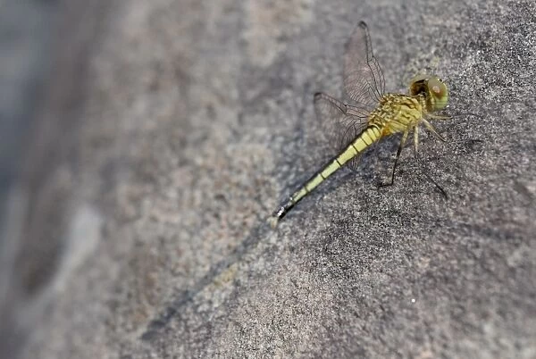 Yellow dragonfly rests on grey stone - Banteay Kdei, Cambodia