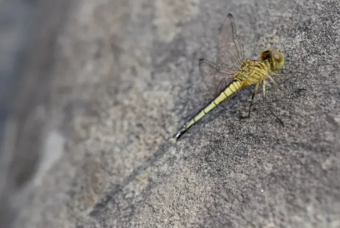 Framed Print : Yellow dragonfly rests on grey stone - Banteay Kdei, Cambodia Framed Print : Yellow dragonfly rests on grey stone - Banteay Kdei, Cambodia
