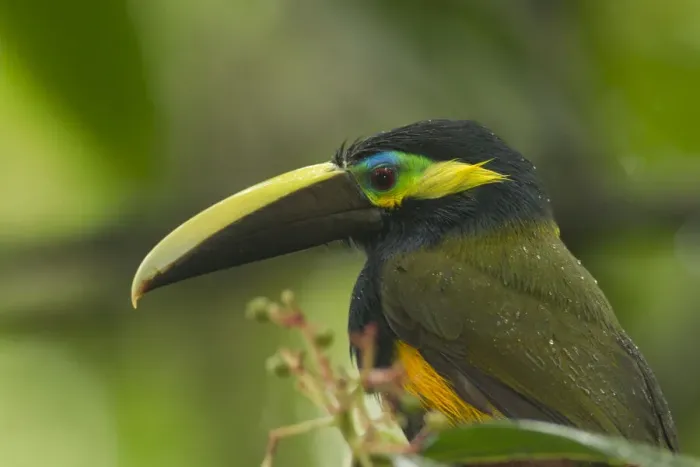 Framed Print : Yellow-eared Toucanet Framed Print : Yellow-eared Toucanet