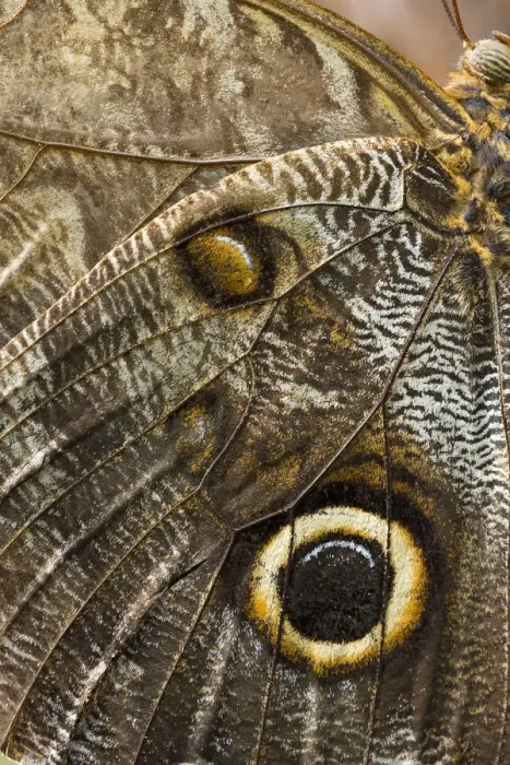 Framed Print : Yellow-edged Giant Owl -Caligo atreus-, butterfly house, Forgaria nel Friuli, Udine province, Italy Framed Print : Yellow-edged Giant Owl -Caligo atreus-, butterfly house, Forgaria nel Friuli, Udine province, Italy