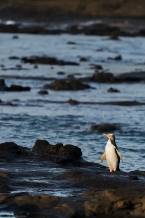 Framed Print : A Yellow-eyed Penguin at Curio Bay Framed Print : A Yellow-eyed Penguin at Curio Bay