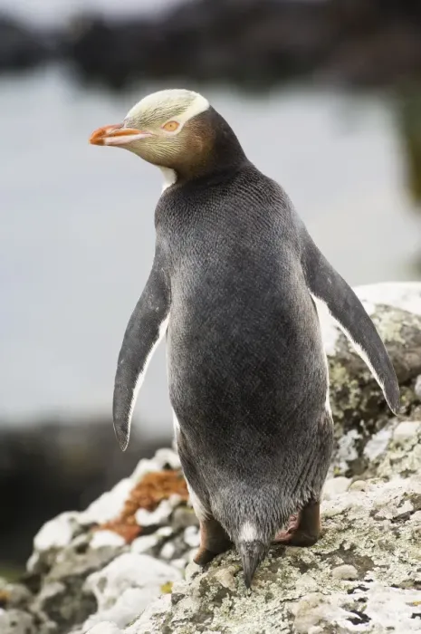 Framed Print : Yellow-eyed Penguin, Enderby Island Framed Print : Yellow-eyed Penguin, Enderby Island