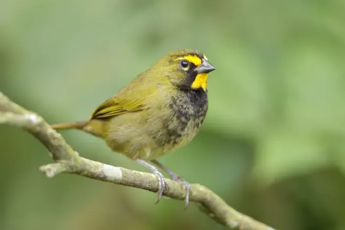 Framed Print : Yellow-faced Grassquit