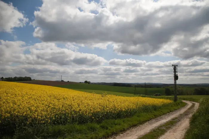 Framed Print : Yellow fields along country road, Dusseldorf, Nordrhein-Westfalen, Germany Framed Print : Yellow fields along country road, Dusseldorf, Nordrhein-Westfalen, Germany