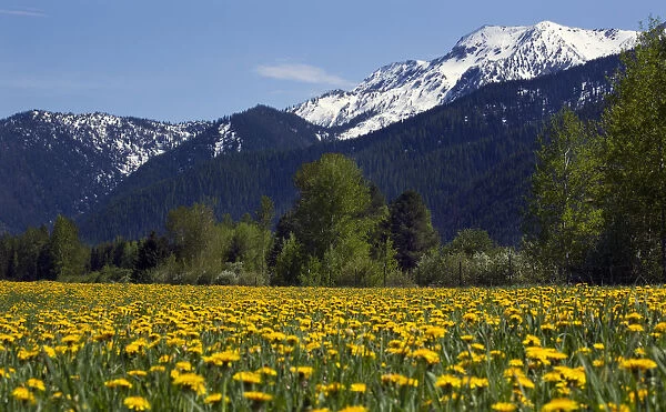 Yellow flower farm near Glacier National Park, Montana, USA