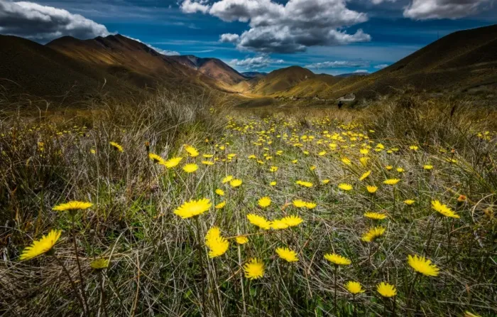 Framed Print : Yellow flower field over Lindiss pass Framed Print : Yellow flower field over Lindiss pass