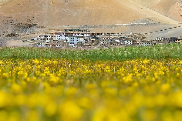 Yellow flower meadow in rice paddy at Korzok Valley Himalayan lake Tso Moriri in the morning. Ladakh, Jammu and Kashmir, India