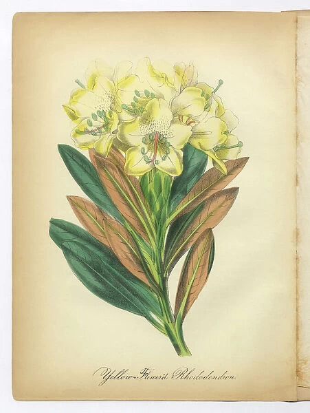 Yellow-Flowered Rhododendron Victorian Botanical Illustration