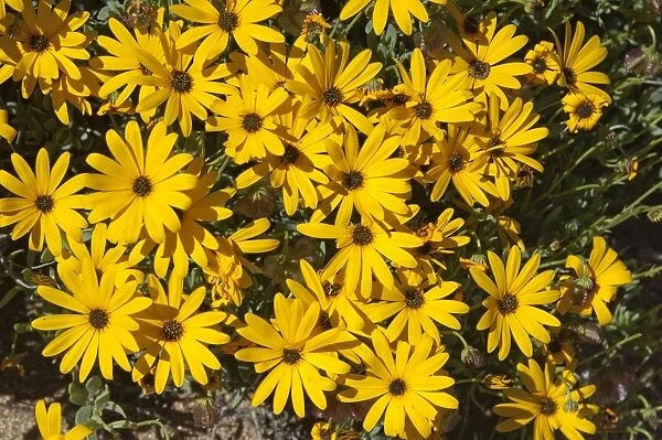 Yellow flowerheads of the Skaapbos shrub, African Daisy, South African Daisy, Cape Daisy -Tripteris oppositifolia-, Namaqualand, South Africa