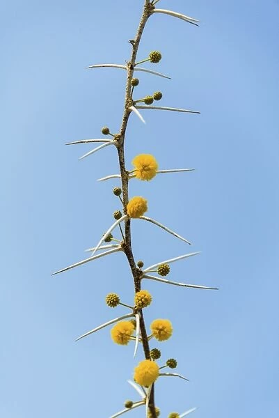 Yellow flowers, Camel Thorn or Giraffe Thorn -Acacia erioloba-, Etosha National Park, Namibia