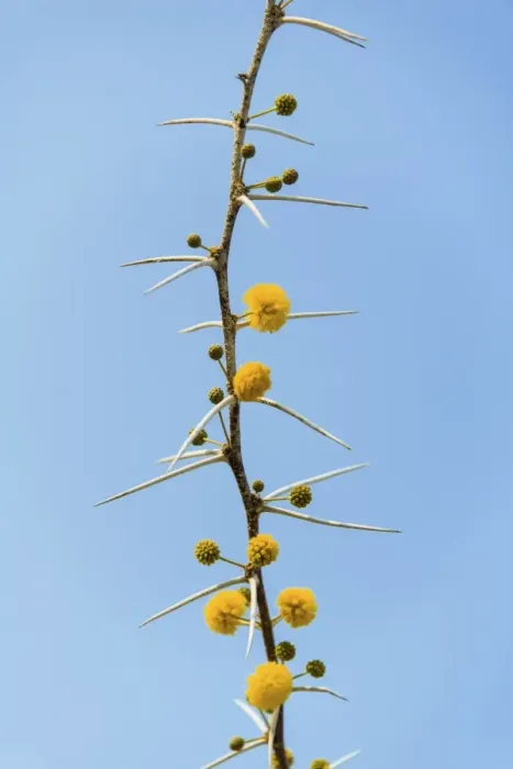Framed Print : Yellow flowers, Camel Thorn or Giraffe Thorn -Acacia erioloba-, Etosha National Park, Namibia Framed Print : Yellow flowers, Camel Thorn or Giraffe Thorn -Acacia erioloba-, Etosha National Park, Namibia