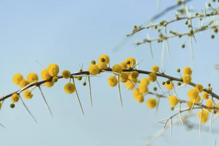 Framed Print : Yellow flowers, Camel Thorn or Giraffe Thorn -Acacia erioloba-, Etosha National Park, Namibia Framed Print : Yellow flowers, Camel Thorn or Giraffe Thorn -Acacia erioloba-, Etosha National Park, Namibia