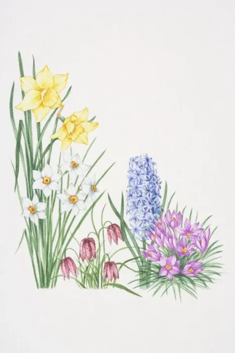 Framed Print : Yellow flowers of Daffodil towering over white flowers of Narcissus, violet, drooping flowerheads of Fritillary, blue flowerheads of Hyacinth and upward-facing purple petals of Cerise Crocus Framed Print : Yellow flowers of Daffodil towering over white flowers of Narcissus, violet, drooping flowerheads of Fritillary, blue flowerheads of Hyacinth and upward-facing purple petals of Cerise Crocus