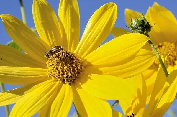 Yellow flowers of the Jerusalem Artichoke, Sunchoke or Topinambour -Helianthus tuberosus-