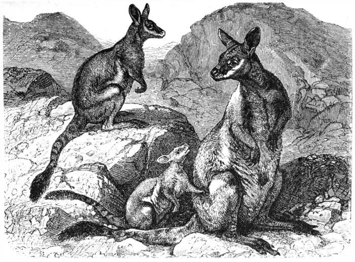 Framed Print : Yellow footed rock wallaby (Petrogale xanthopus) Framed Print : Yellow footed rock wallaby (Petrogale xanthopus)